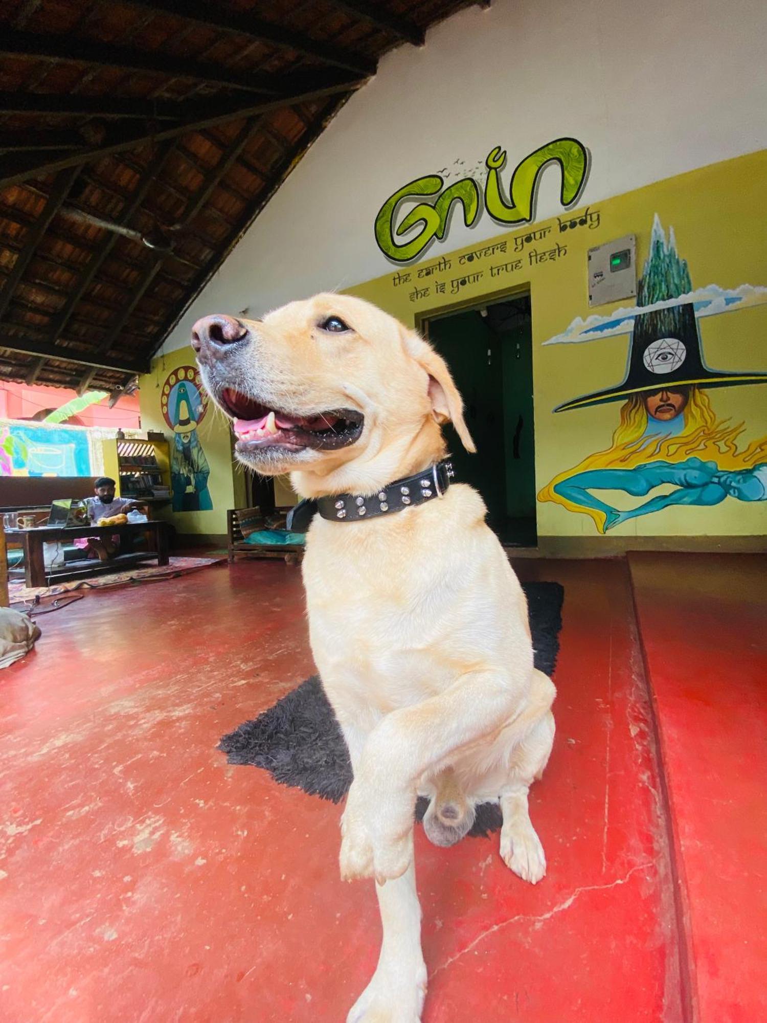 Gaia Hostels Andzsuna Kültér fotó